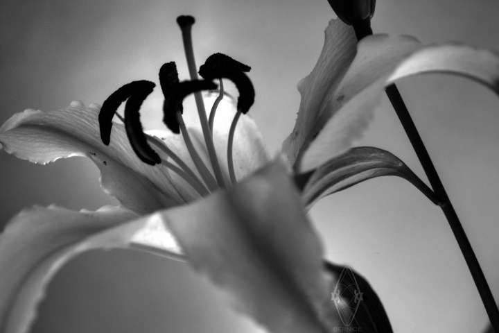 Bernice Recto_Picoftheday_003_720x480