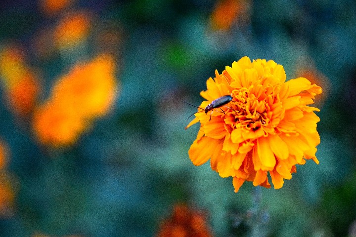 MiguelDeVera_02POTD_720x720