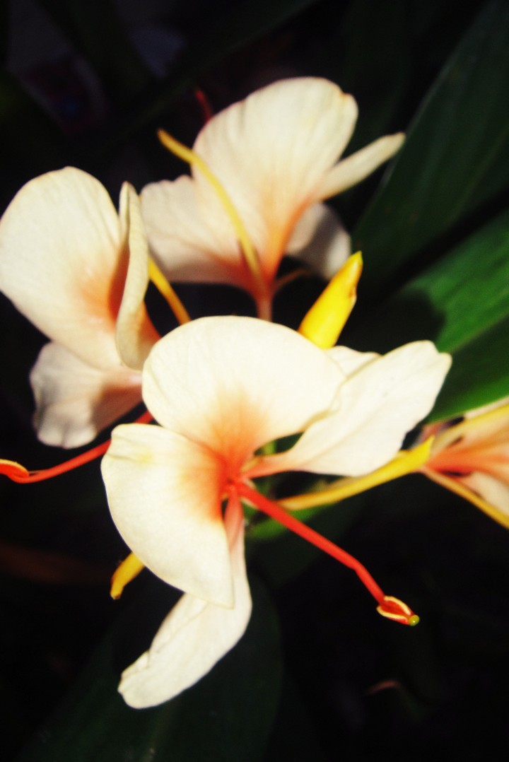 photography_01honeylyngalang_720x1400