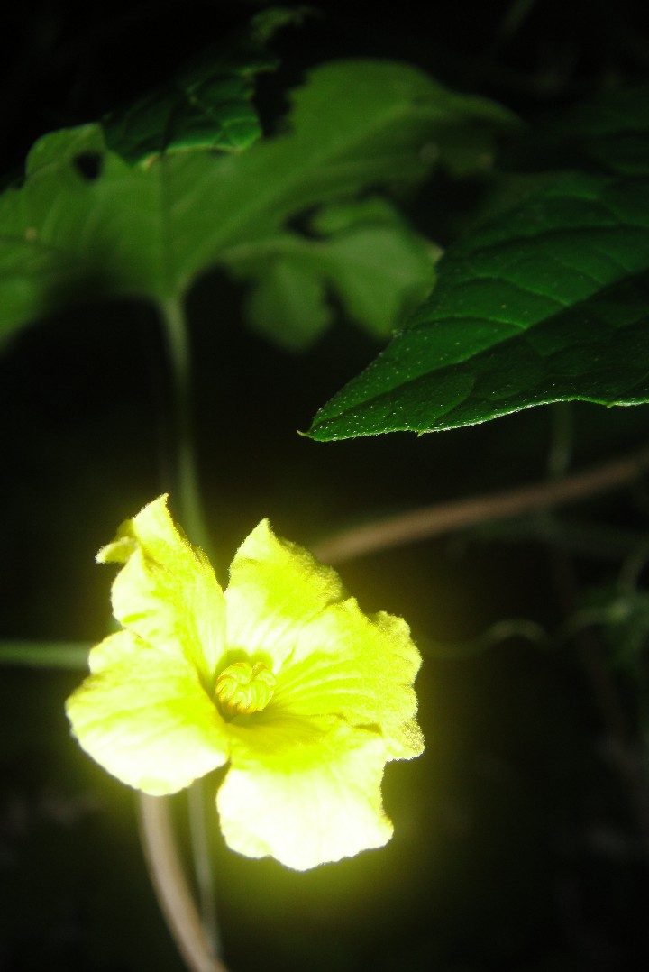 photography_02honeylyngalang_720x1400