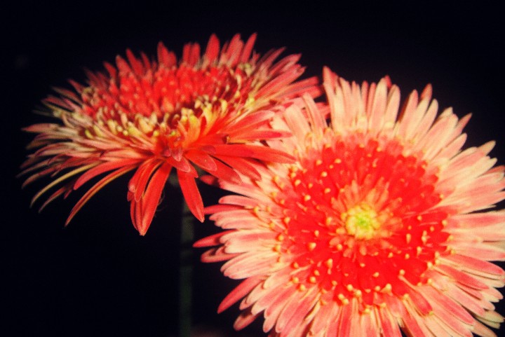 photography_03honeylyngalang_720x720